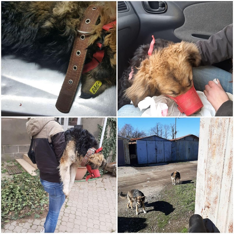Завдяки програмі "Ужгород – гуманне місто" в обласному центрі стерилізували 41 собаку та 27 кішок