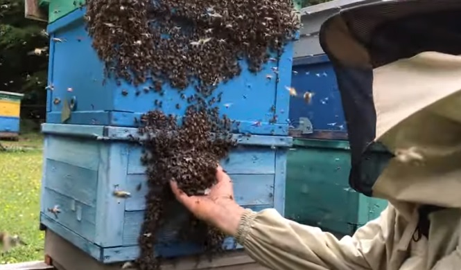 Закарпатський пасічник десятки років працює над збереженням чистопородних карпатських бджіл (ВІДЕО)