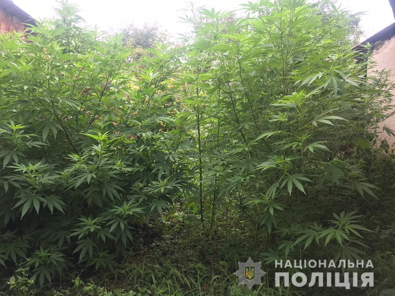 У мешканця Кальника на Мукачівщині виявили 2-метрові коноплі, насіння та готову до вживання марихуану (ФОТО)