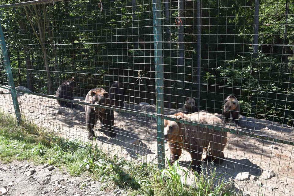 У центр реабілітації бурих ведмедів на Закарпатті привезли двох нових мешканців – Балу і Тимошу (ФОТО)