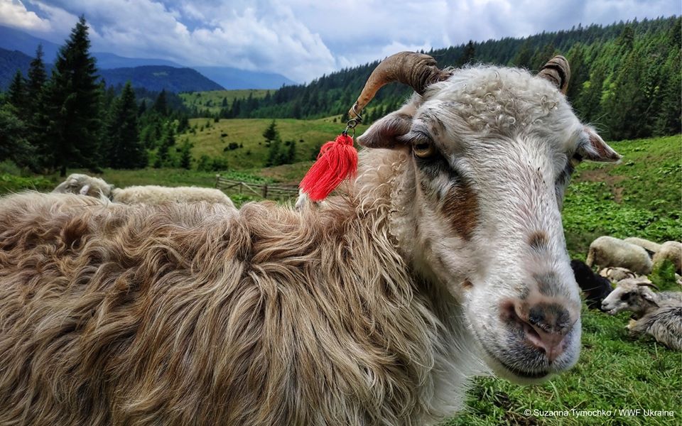 На полонині Шумнєска встановили електрогорожу, що рятує овець від вовків (ФОТО)