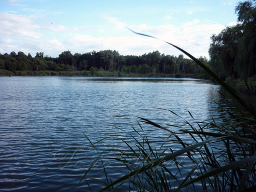 Зі ставка на Іршавщині витягли 82-річну потопельницю