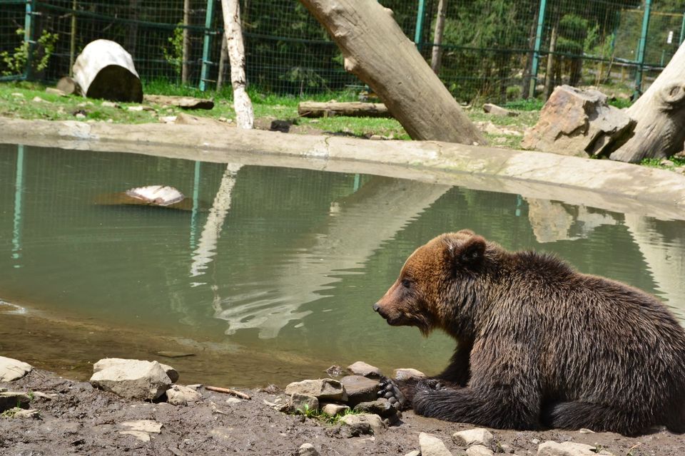 У Центрі реабілітації бурих ведмедів на Закарпатті вже готуються до зими (ВІДЕО)