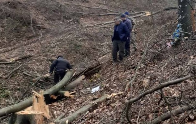 У грудні під час розробки лісосіки на Мукачівщині гілкою вбило лісоруба (ФОТО)