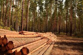 За користування лісовими ресурсами на Закарпатті сплачено майже 70 млн грн