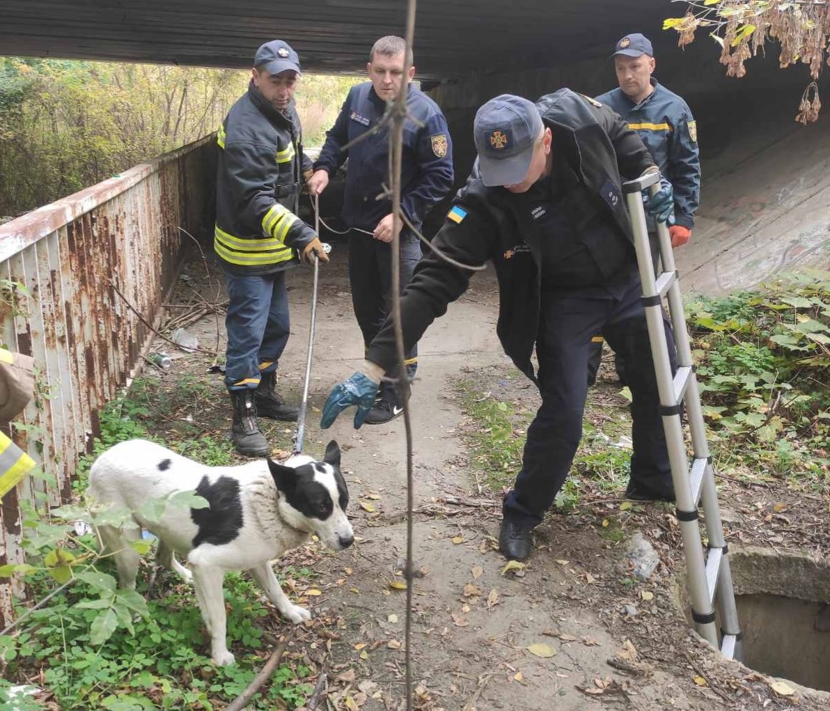 В Ужгороді рятувальники витягли собаку з колодязя (ФОТО)