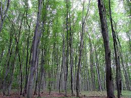 За спеціальне використання лісових ресурсів на Закарпатті сплачено понад 48 млн грн