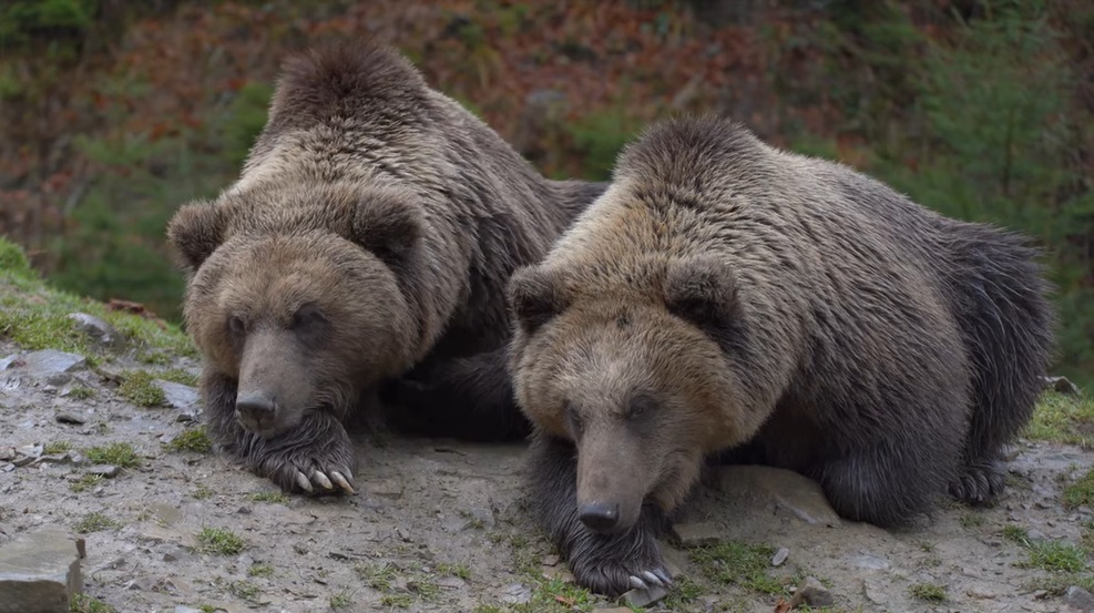 Реабілітацію в Центрі реабілітації бурого ведмедя у селі Синевир на Закарпатті пройшли 28 ведмедів (ВІДЕО)