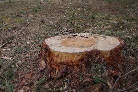 Перечинський лісгосп зобов'язали сплатити майже 600 тис грн збитків від незаконної рубки