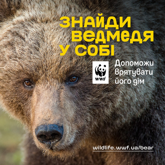 Бурі ведмеді – під загрозою зникнення в Україні