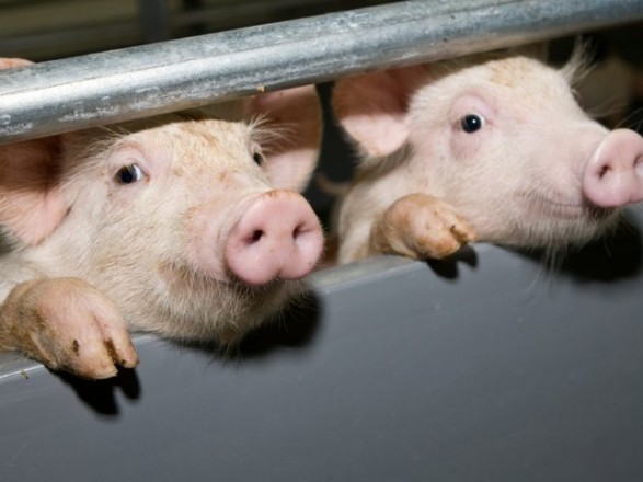 Під час пожежі на свинофермі в Мукачеві загинули 130 поросят і 35 свиноматок
