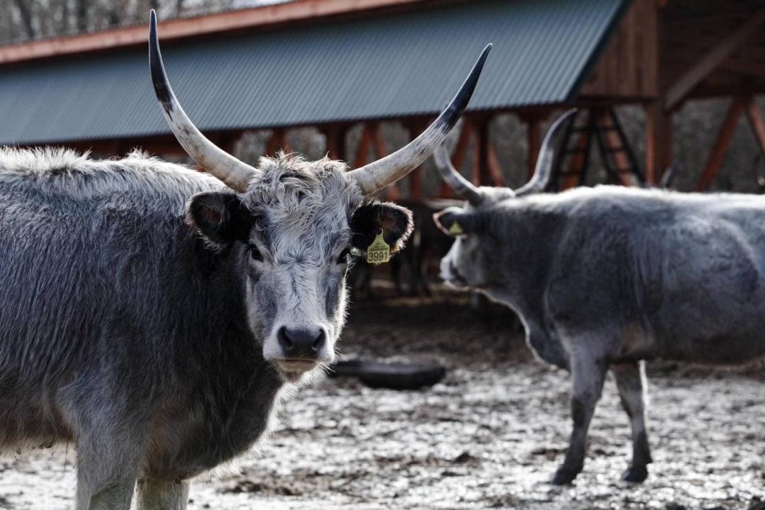 На Закарпатті вирощують рідкісних угорських сірих корів (ФОТО)