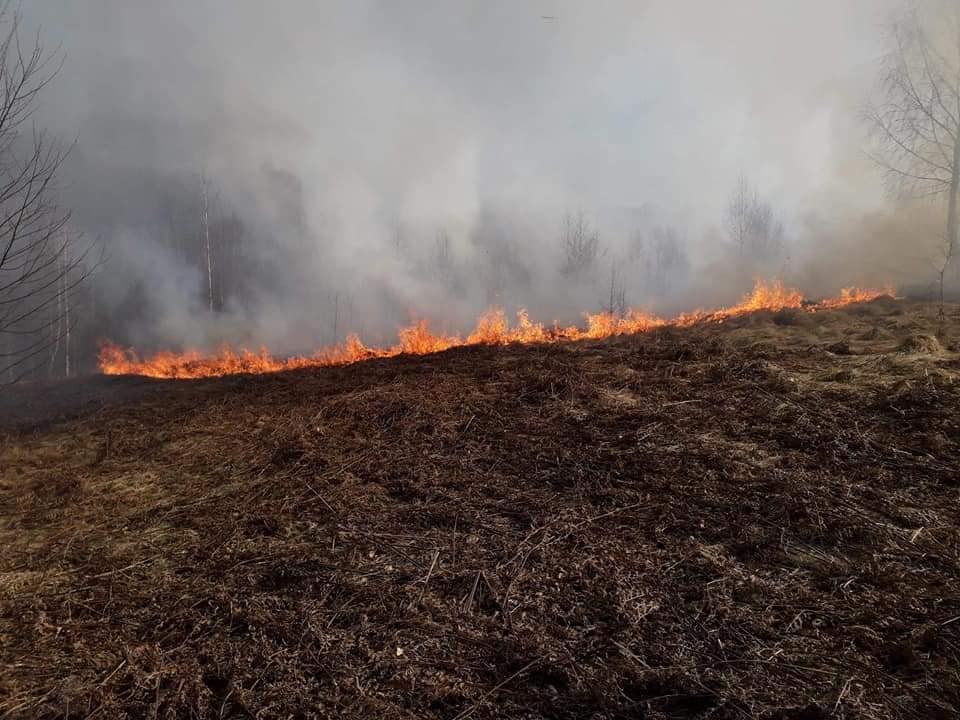 Унаслідок підпалу в Іршавському лісгоспі вигоріло близько 1 га екосистем, палія оштрафували на 4,5 тис грн (ФОТО)