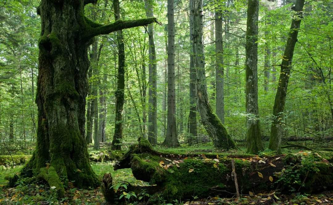 Керівництво Закарпатської облради зірвало надання 5038,3 га лісів статусу пралісових пам'яток природи
