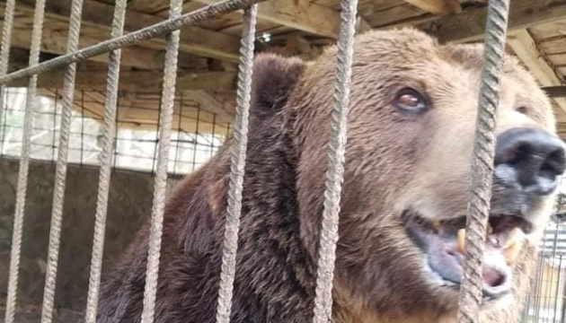У центр реабілітації бурих ведмедів на Закарпатті привезли нового мешканця Юру з приватного туристичного комплексу (ФОТО, ВІДЕО)