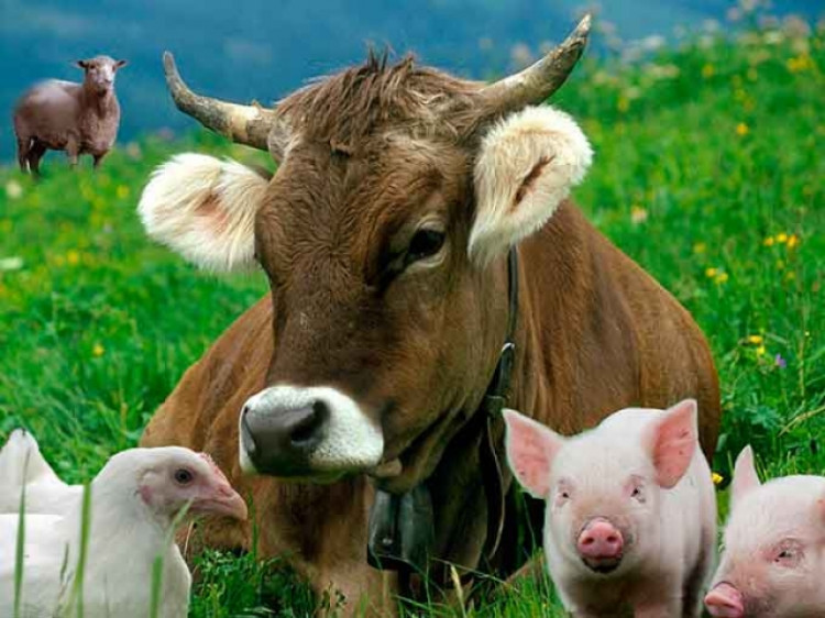 На Закарпатті поменшало великої рогатої худоби, але зросло поголів’я свиней