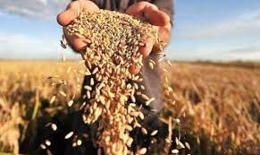 Торік на Закарпатті на 6,1% вироблено менше зернових та зернобобових