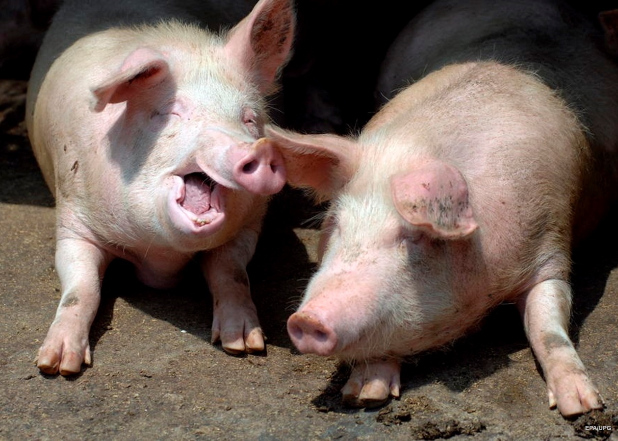 Унаслідок пожежі у свинарнику в селі на Ужгородщині загинули 3 свині