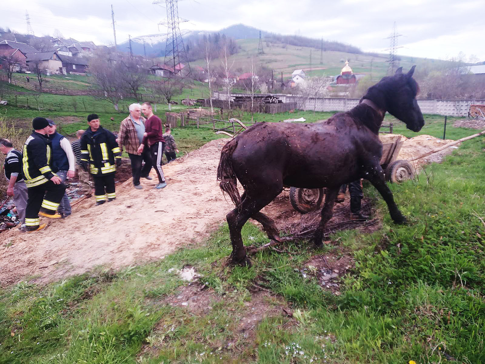 У Воловці визволяли коней, які провалилися в трясовину (ФОТО)