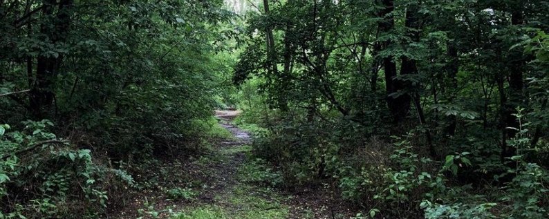 На Закарпатті уночі шукали харків'янку, що заблукала в лісі під час проходження туристичного маршруту