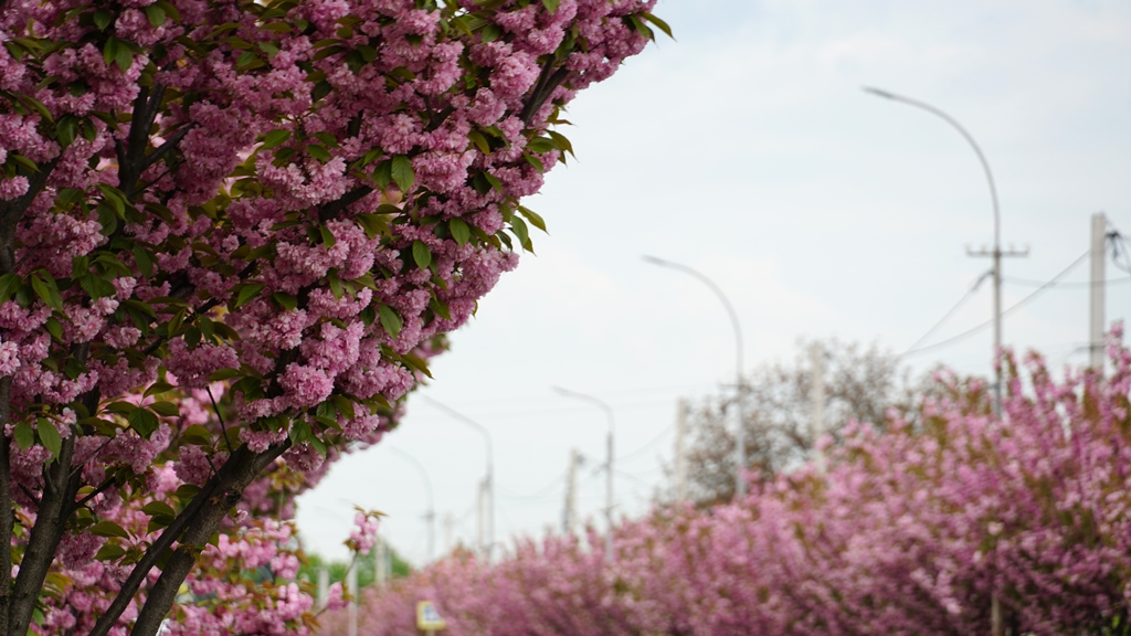 У Мукачеві квітне найдовша алея сакур на Закарпатті (ФОТО, ВІДЕО)