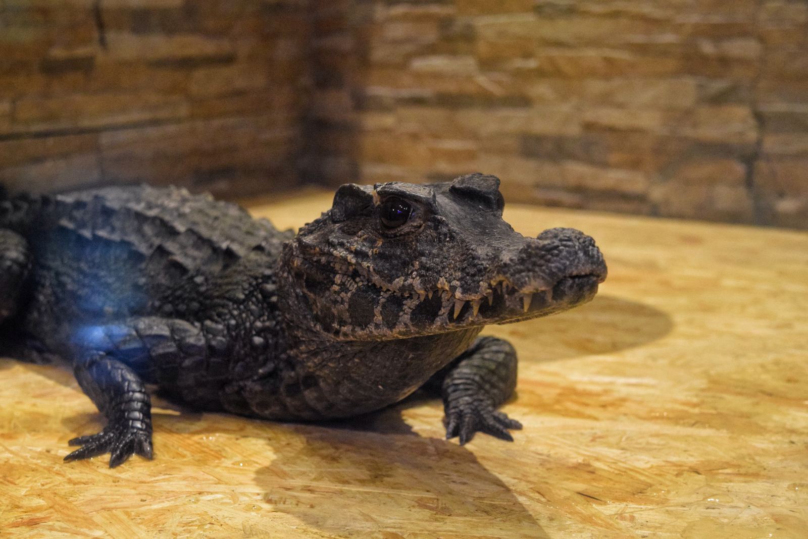 В Ужгороді "програмно" презентують першого закарпатського крокодила (ФОТО)

