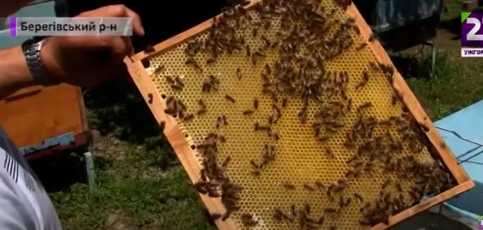 Лише 13 господарств на Закарпатті офіційно займаються селекцією та репродукцією бджіл, інші спрямовані на одержання меду (ВІДЕО)