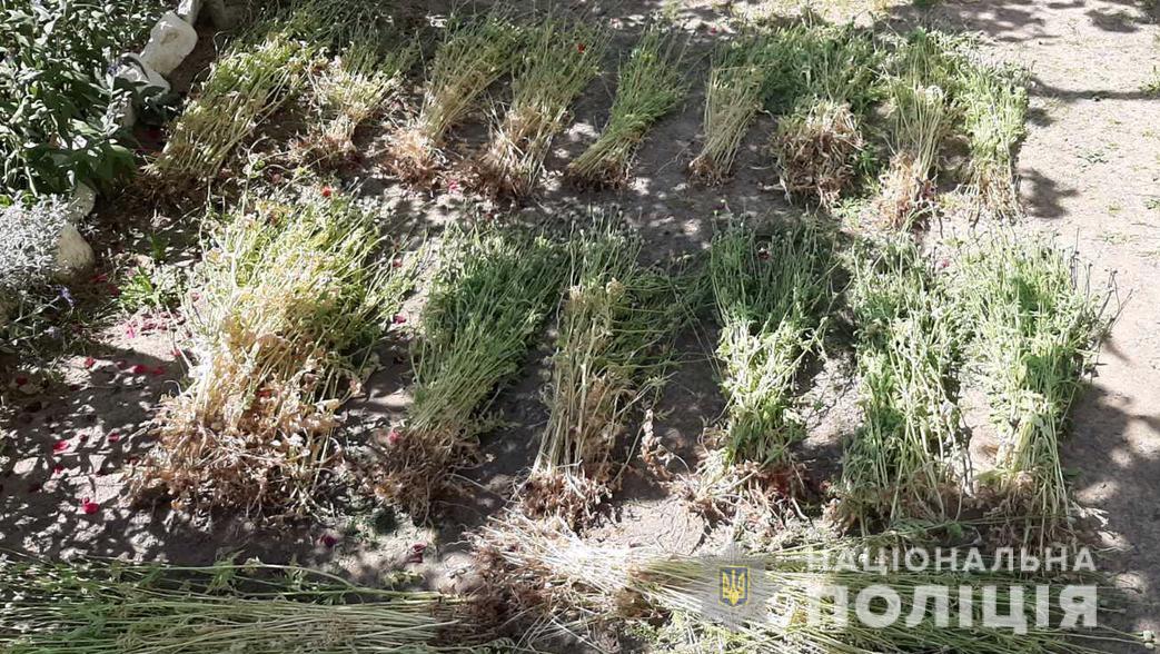 На території приватного домогосподарства на Мукачівщині виявили плантацію з майже 1 тис рослин маку (ФОТО)