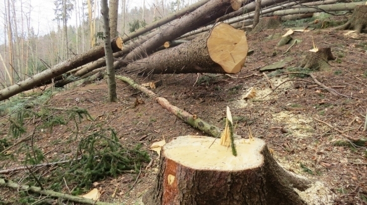 На Закарпатті лісгосп незаконною рубкою лісу завдав державі збитків на понад 98 тис грн у