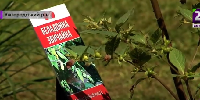83 унікальні та рідкісні рослини ростуть на території Ужгородського лісгоспу (ВІДЕО)