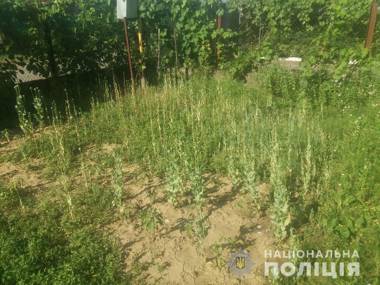 У Мукачівському та Рахівському районах виявили незаконні посіви снодійного маку (ФОТО)