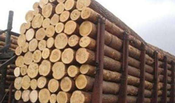 Директора держпідприємства на Тернопільщині викрили на оборудках з поставками лісосировини на Закарпаття