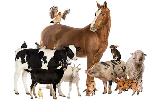 За рік кількість сільськогосподарських тварин на Закарпатті скоротилася на 4,4%