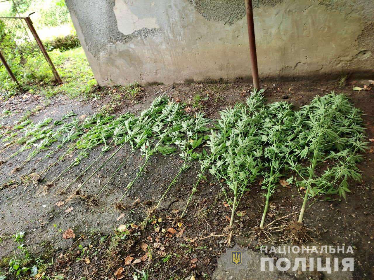 На Мукачівщині молодий хлопець вирощував коноплі (ФОТО)