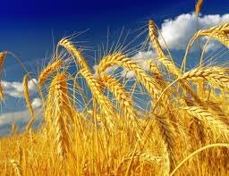 На Ужгородщині на полі згоріли посіви пшениці