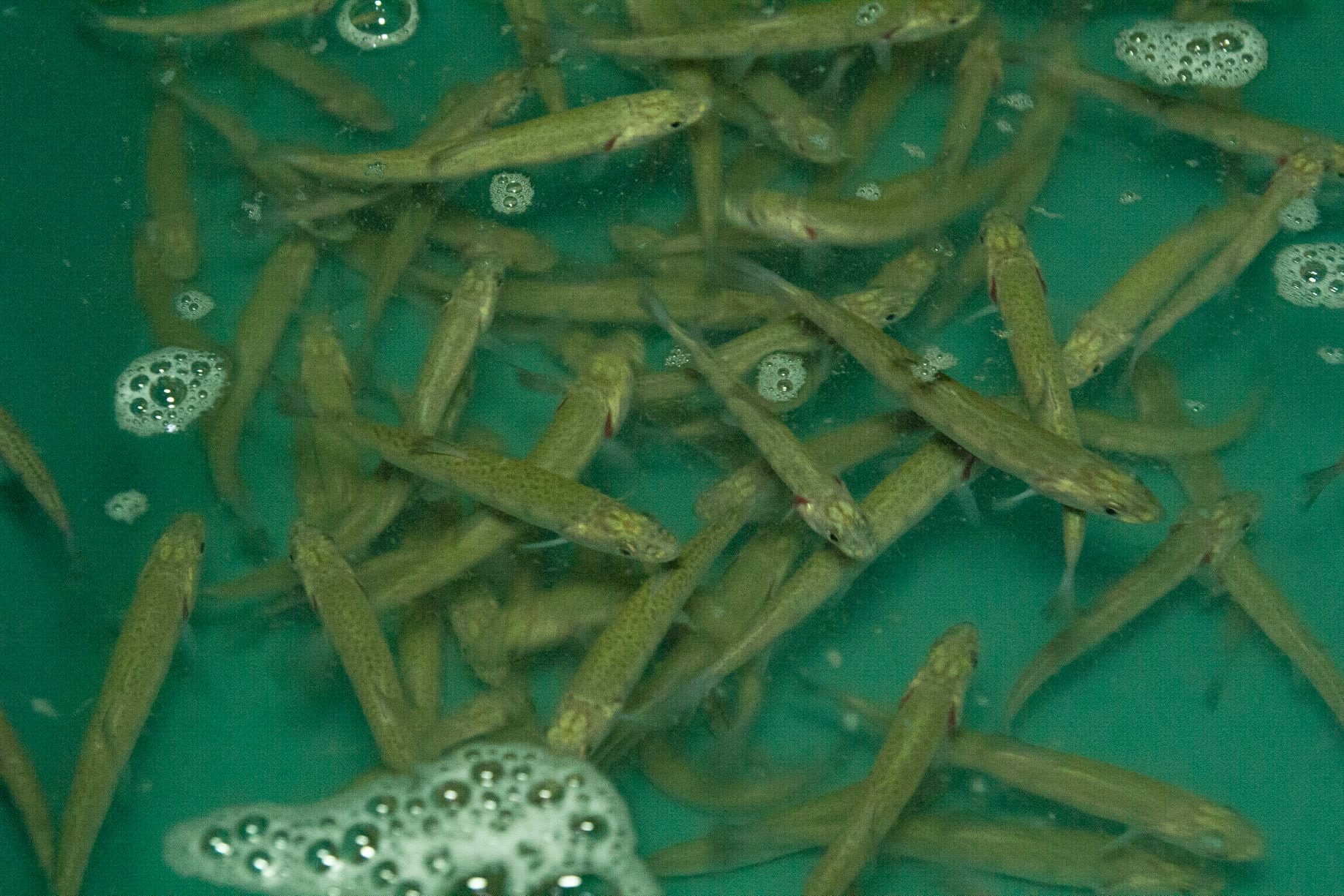 У гірські річки Закарпаття випустили 10 тисяч мальків лосося дунайського (ФОТО)