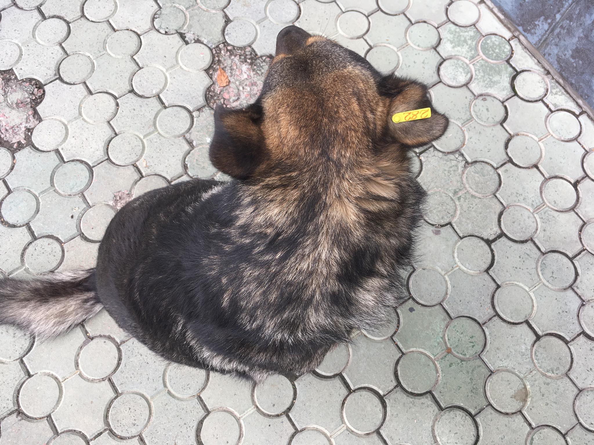 В Ужгороді можна безкоштовно простерилізувати безпритульних котів і собак (ФОТО)