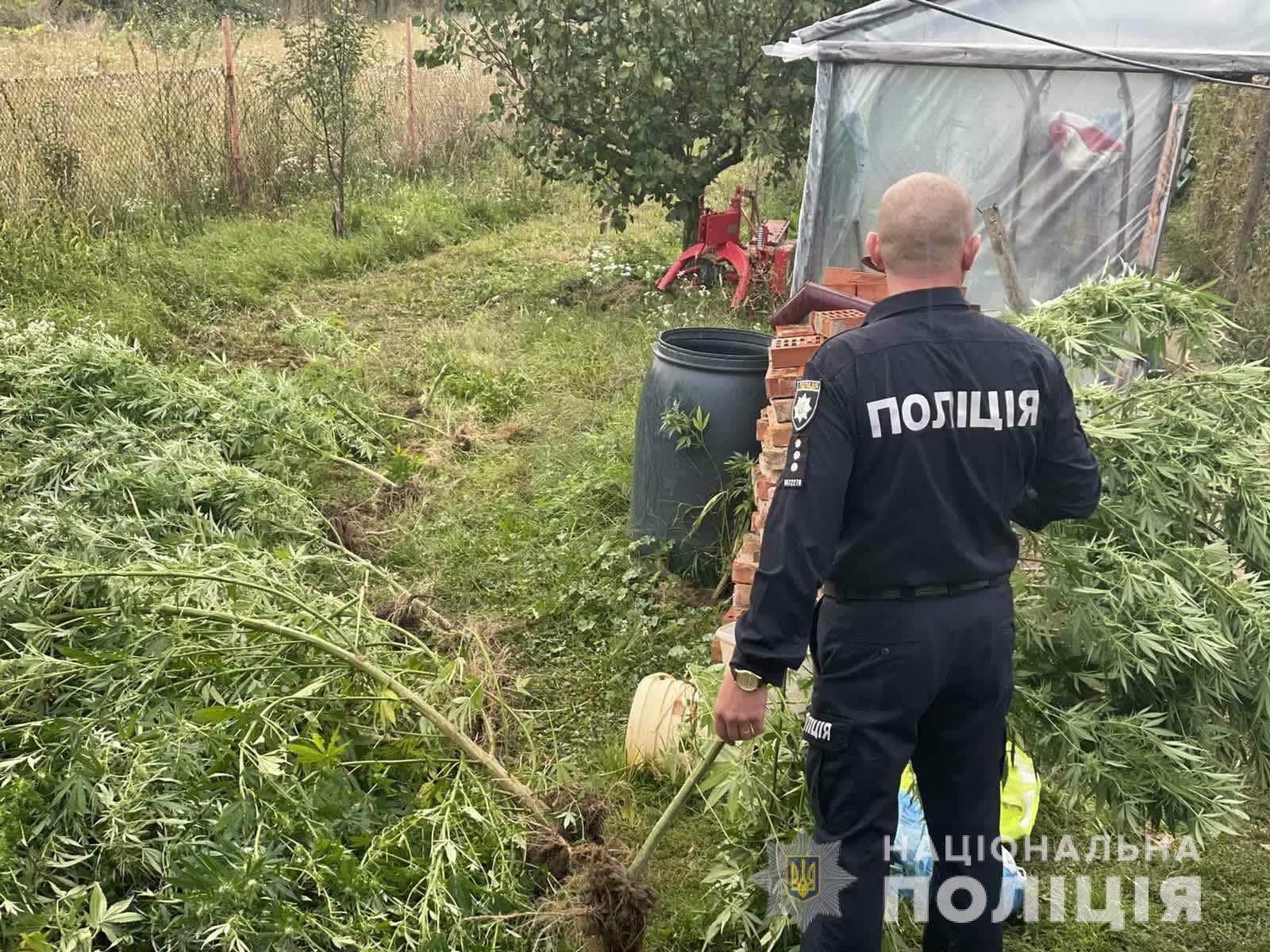 Мешканець села на Берегівщині облаштував у дворі теплицю, де вирощував коноплі (ФОТО, ВІДЕО)