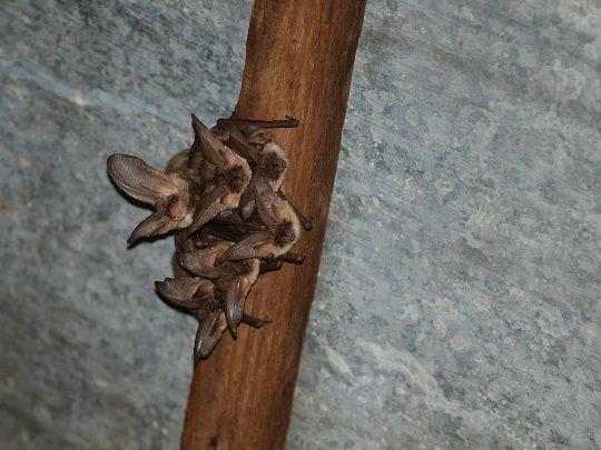 На Закарпатті серйозно занепокоєні перспективою вимирання кажанів (ФОТО)