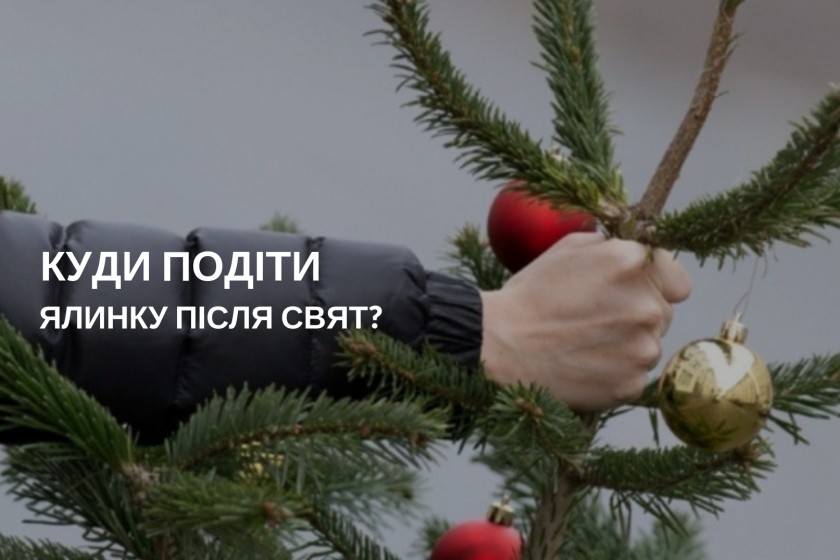 В Ужгороді вивозитимуть новорічні ялинки для подальшого їх подрібнення