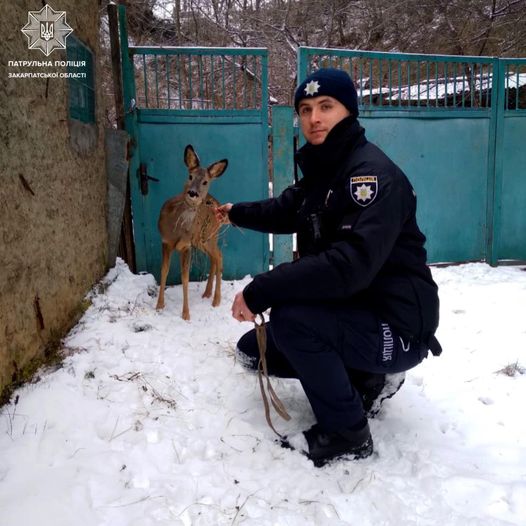 Патрульні повернули до лісу козулю, що прибилася на подвір'я будинку в Ужгороді (ФОТО)