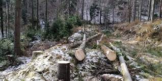 За незаконні рубки дерев у лісництвах Тячівщини двоє чоловіків постануть перед судом