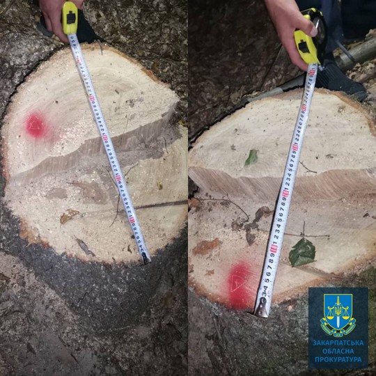 Мешканця Тячівщини судитимуть за незаконна рубку дерев зі збитками у 108 тис грн (ФОТО)