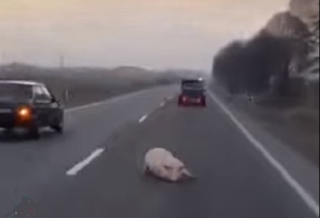На Закарпатті свиня на ходу вискочила на дорогу з причепа легковика (ВІДЕО)
