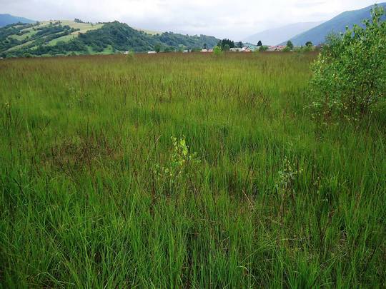 WWF-Україна розпочинає проєкт із відновлення старовинного закарпатського болота Глуханя