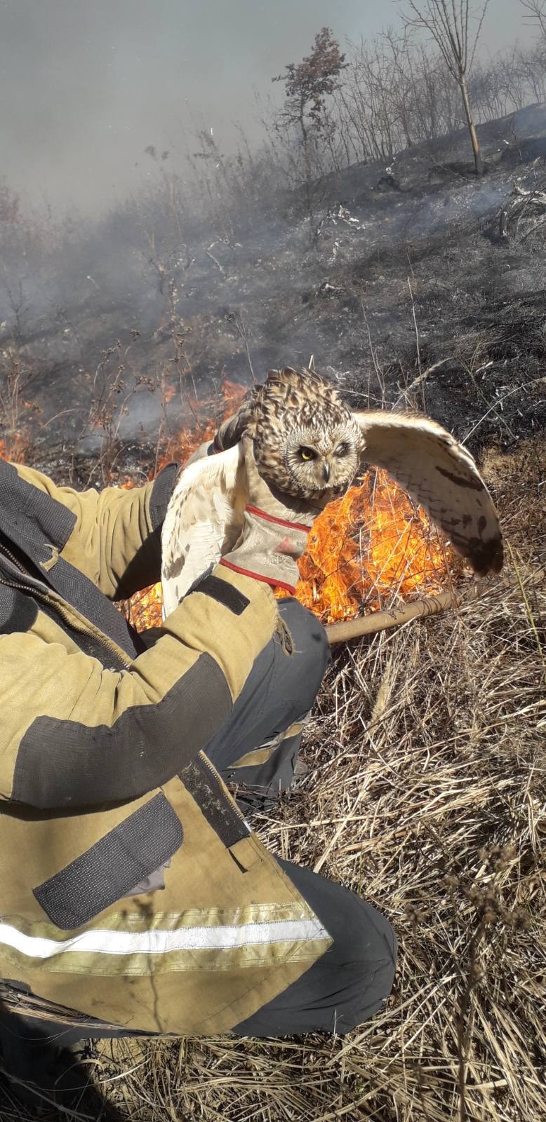 Закарпатські рятувальники рятують із пожеж, спричиненими підпалами сухостою, тварин і птахів (ФОТО, ВІДЕО)