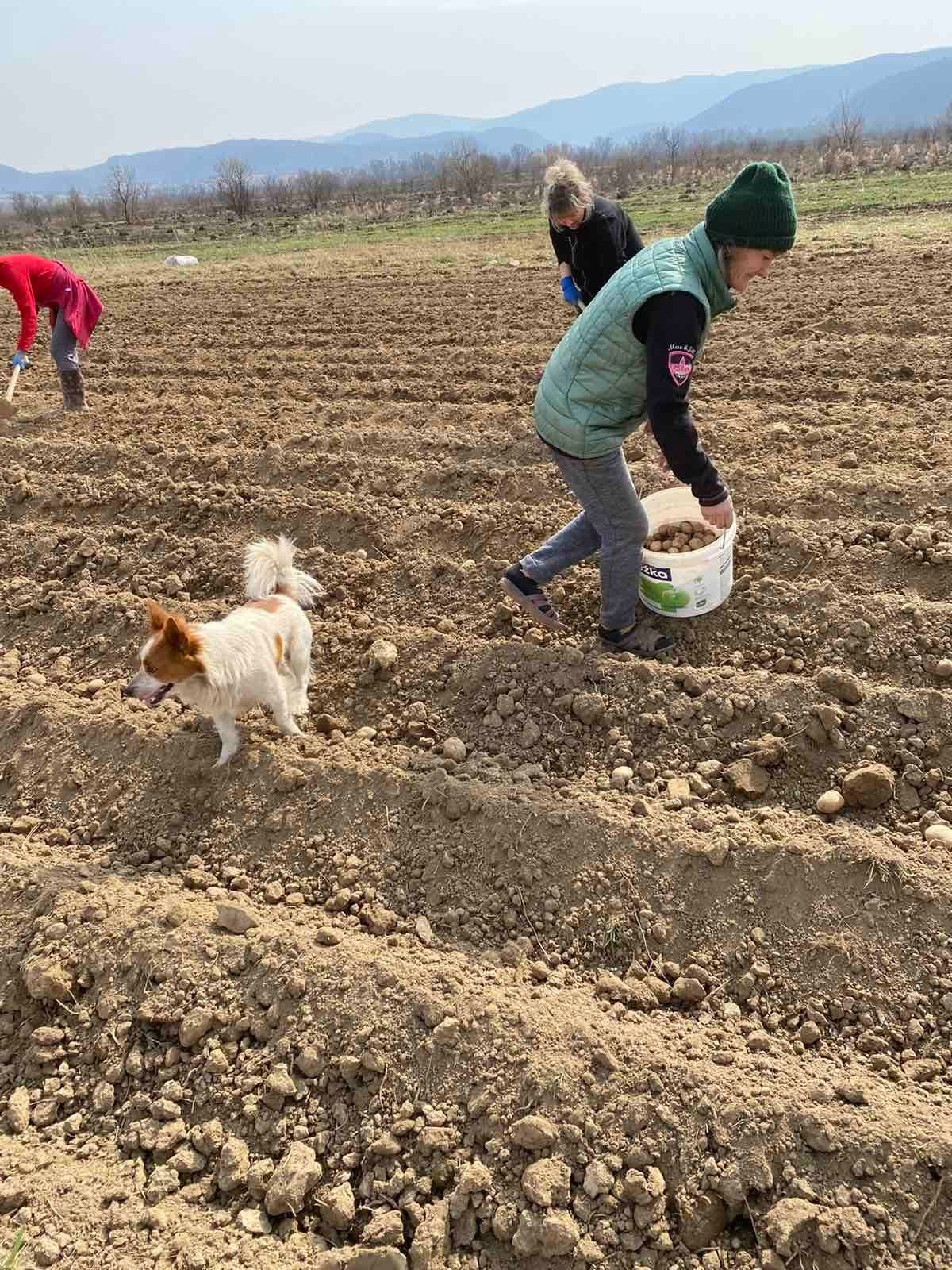 В одній із громад на Закарпаття місцеві разом із переселенцями висадили першу картоплю (ФОТО)