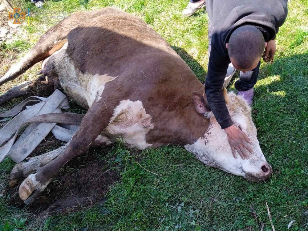 На Тячівщині рятували корову, що провалилась у старий колодязь (ФОТО)