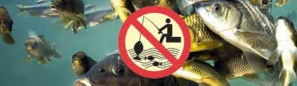 На Закарпатті діє щорічна заборона на вилов риби