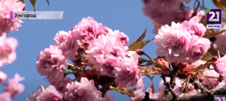 В Ужгороді починають квітнути сакури (ВІДЕО)